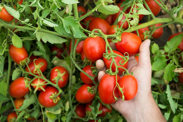 Mutti Cherry Tomatoes (Ciliegini), 14 oz. | 12 Pack | Italy’s #1 Brand of Tomatoes | Fresh Taste for Cooking | Canned Tomatoes | Vegan Friendly & Gluten Free | No Additives or Preservatives